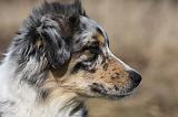 BERGER AUSTRALIEN PUPPIES 419